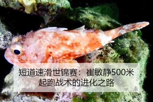 短道速滑世锦赛：崔敏静500米起跑战术的进化之路